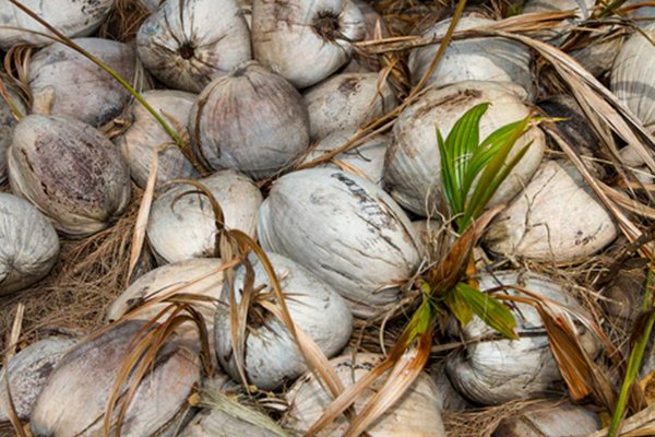 ![Coconut shells for makeup packaging](https://jinlinpackaging.com/wp-content/uploads/2024/11/Why-Are-Coconut-Shells-a-Circular-Economy-Choice-for-Makeup-Packaging.jpg "Coconut shell packaging")