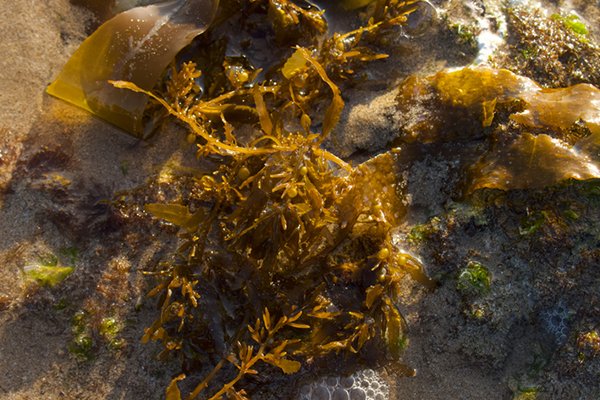 ![Seaweed makeup packaging](https://jinlinpackaging.com/wp-content/uploads/2024/11/Why-Is-Seaweed-an-Innovative-Choice-for-Makeup-Packaging.jpg "Seaweed packaging innovation")