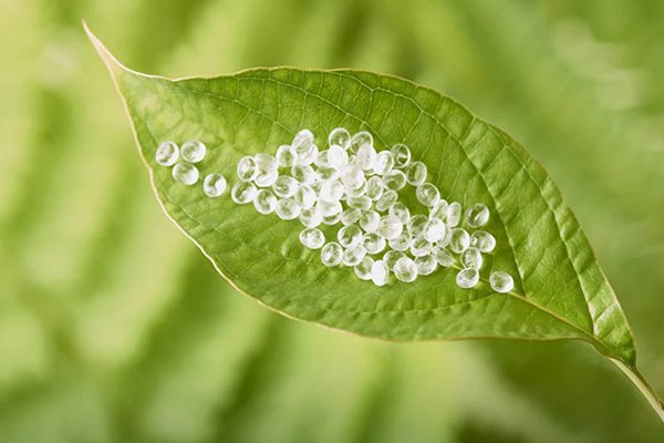 Conditions for PLA to Biodegrade